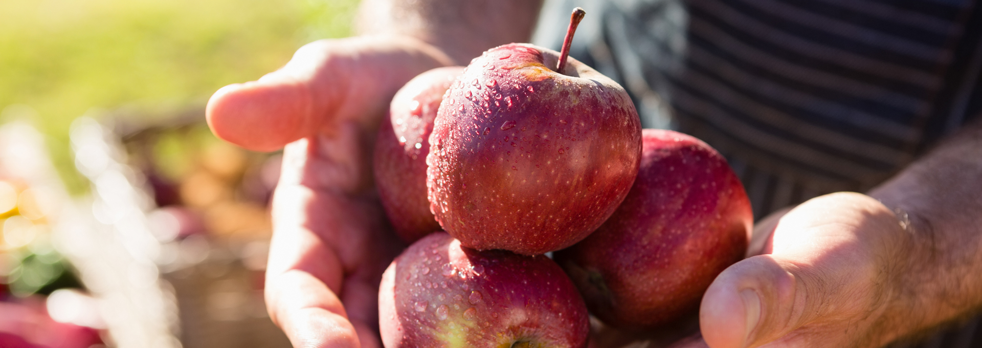 BIOINSEL REGIONALES Obst