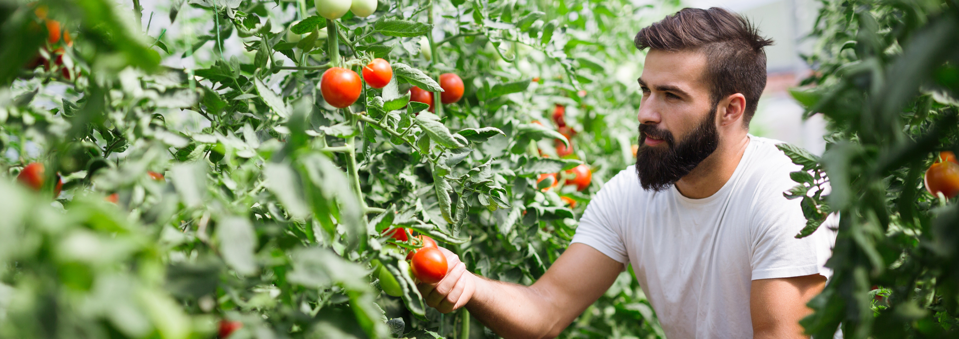 BIOINSEL REGIONALES Tomaten